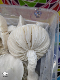 Avery's Albino second flush #3