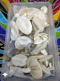 Avery's Albino second flush