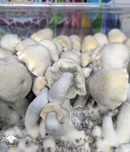 Becoming a favourite over here - Maki - Melmak revert x Yeti #3