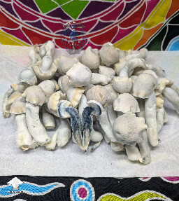 Becoming a favourite over here - Maki - Melmak revert x Yeti #4