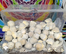 Becoming a favourite over here - Maki - Melmak revert x Yeti