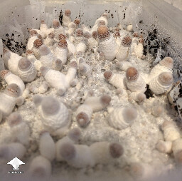 Bluey Vuitton mushrooms coming in