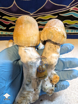 Bluey Vuitton mushrooms