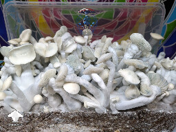 Box of TAT - True Albino Teacher mushrooms