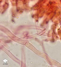 Clamp connections on Clitocybe nebularis in congo red washed with KOH #2
