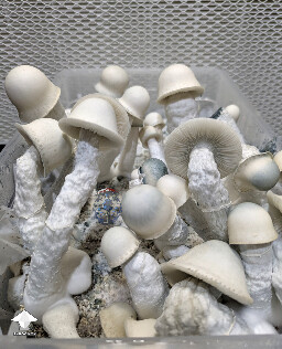 Cross between Gandalf and Long Ghost