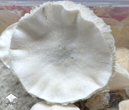 Cubensis Avery's Albino mushrooms #2