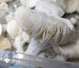 Cubensis Avery's Albino mushrooms #3