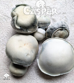 Cubensis Casper harvested mushrooms
