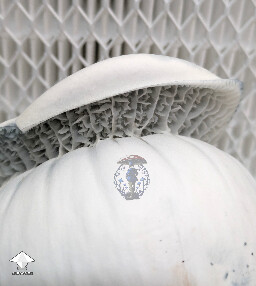 Cubensis Casper mushroom #2