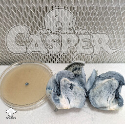 Cubensis Casper mushroom #3