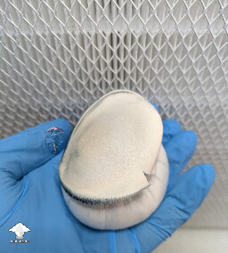 Cubensis Casper mushroom