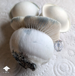 Cubensis Casper mushrooms #2