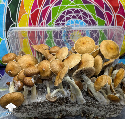 Cubensis Golden Teacher mushrooms #2