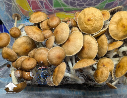 Cubensis Golden Teacher mushrooms #3