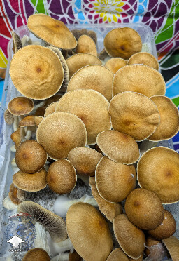 Cubensis Golden Teacher mushrooms