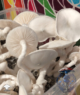 Cubensis Jack Frost mushrooms