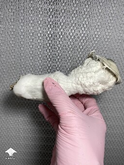 Cubensis Lucid Gates giant mushroom #2