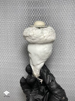 Cubensis Lucid Gates mushroom