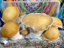 Cubensis Mac Galactic mushrooms