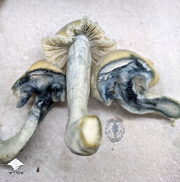 Cubensis Maki mushrooms #2