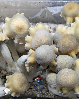 Cubensis Maki mushrooms