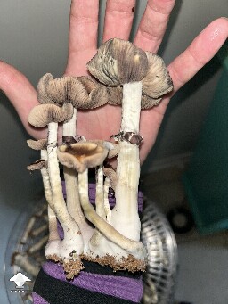Cubensis Oak Ridge mushrooms #2