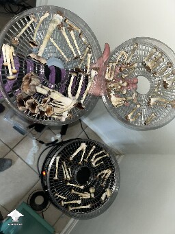 Cubensis Oak Ridge mushrooms #3