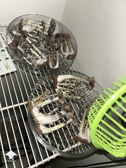 Cubensis Oak Ridge mushrooms