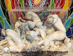 Shakti BM227 – isolation from Shakti Blue Mutant