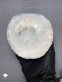 Cubensis Shakti mushroom #2