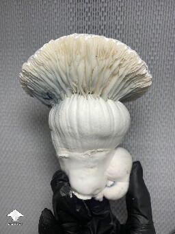 Cubensis Shakti mushroom