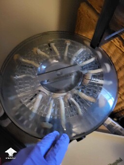 Cubensis Thai Lipa Yai mushrooms - into the dehydrator they go #2