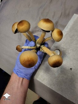 Cubensis Thai Lipa Yai mushrooms - into the dehydrator they go