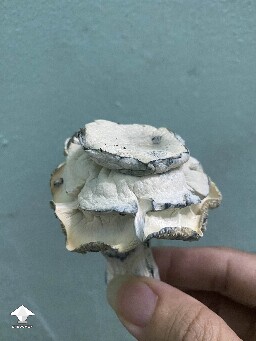 Cubensis White Bunny - rose fruit #2