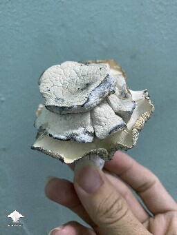 Cubensis White Bunny - rose fruit