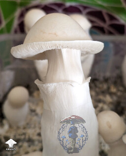 GNW strain - Great Northern White mushrooms #2