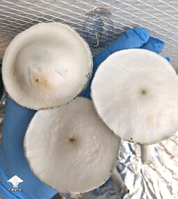 Jack Frost 2nd flush fruit pushing large caps