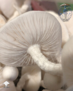 Jack Frost mushrooms #2