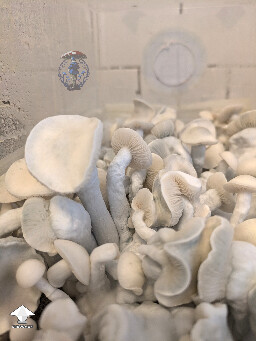 Just about to harvest this TAT - True Albino Teacher mushrooms