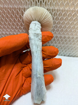 Just about to swab this True Albino Teacher mushroom #2