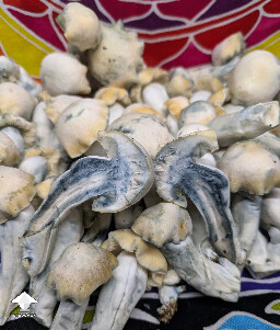 Maki F3 - Melmac Revert x Yeti - clone run two first flush #3