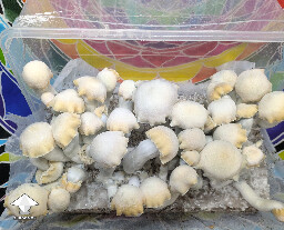 Maki F3 - Melmak Revert x Yeti - clone run two first flush