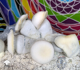 Maki - Melmak revert x Yeti from F2 spores #2