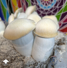 Maki - Melmak revert x Yeti from F2 spores