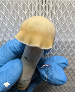 Maki - Melmak revert x Yeti - from F3 clone run - second flush #3