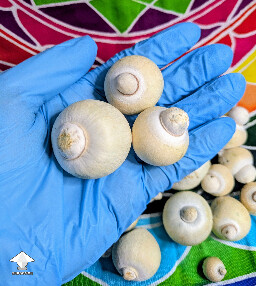 Maki odd mutated balls fruited from a cut taken from a T0 plate