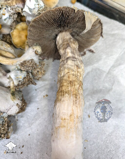 PES Hawaiian mushroom harvest #2