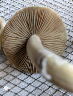 Pleasing looking mushrooms but they ain't Albino - labeled AJMF #2