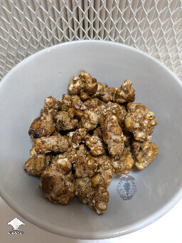 Psilocybe Mexicana var. Galidoi magic truffles harvest